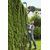 DZĪVŽOGU ŠĶĒRES GARDENA THS 42/18V